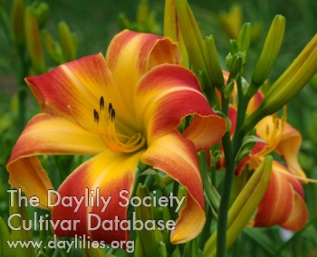 Daylily Pull My Finger